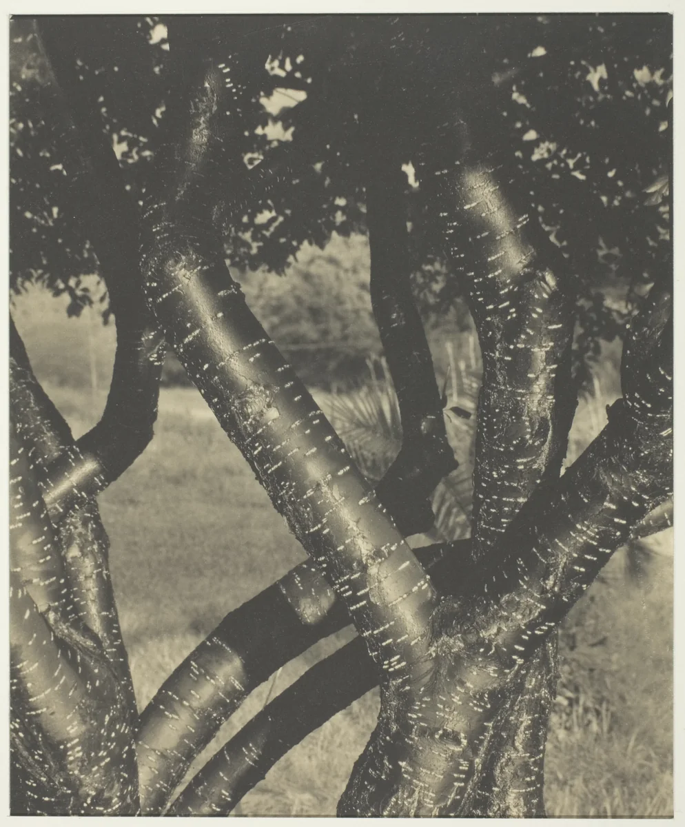 The Dancing Trees by Alfred Stieglitz, photograph, 1922