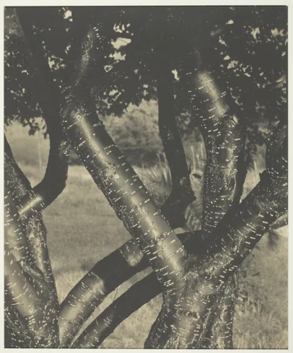 The Dancing Trees by Alfred Stieglitz, photograph, 1922