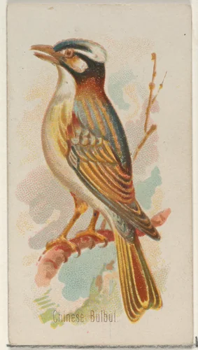 Chinese Bulbul, from the Song Birds of the World series (N23) for Allen & Ginter Cigarettes by Allen & Ginter, print, 1890