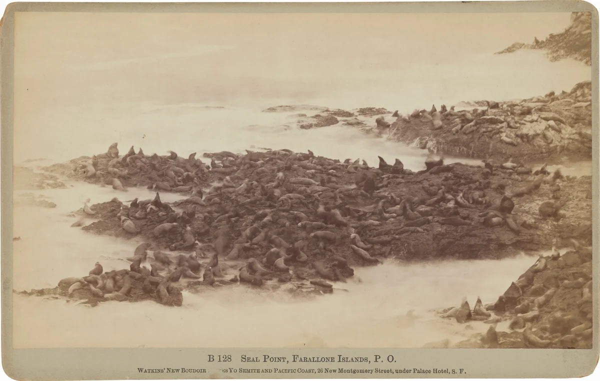 Seal Point, Farallon Islands, Pacific Ocean by Carleton E. Watkins, photograph, 1879-1880