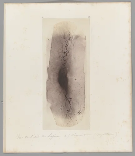[Untitled] by Auguste-Adolphe Bertsch, photograph, 1853-1857
