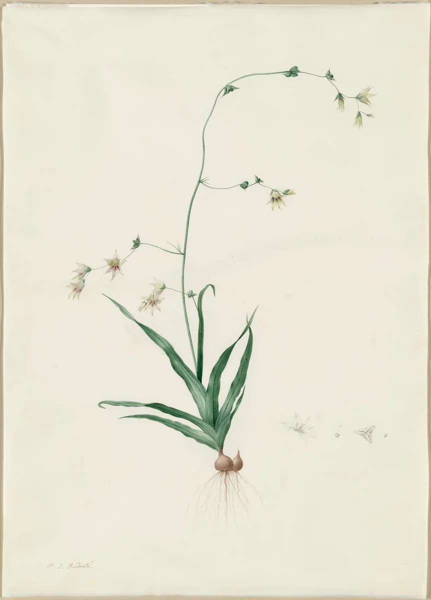 Diasia iridifolia by Pierre Joseph Redouté, drawing, 1802-1816