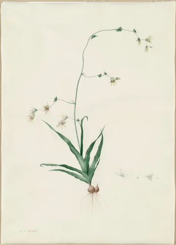 Diasia iridifolia by Pierre Joseph Redouté, drawing, 1802-1816