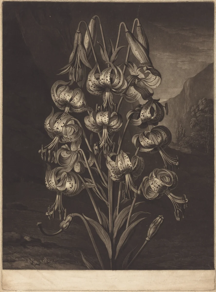 The Superb Lily by William Ward
Philip Reinagle, print, 1799