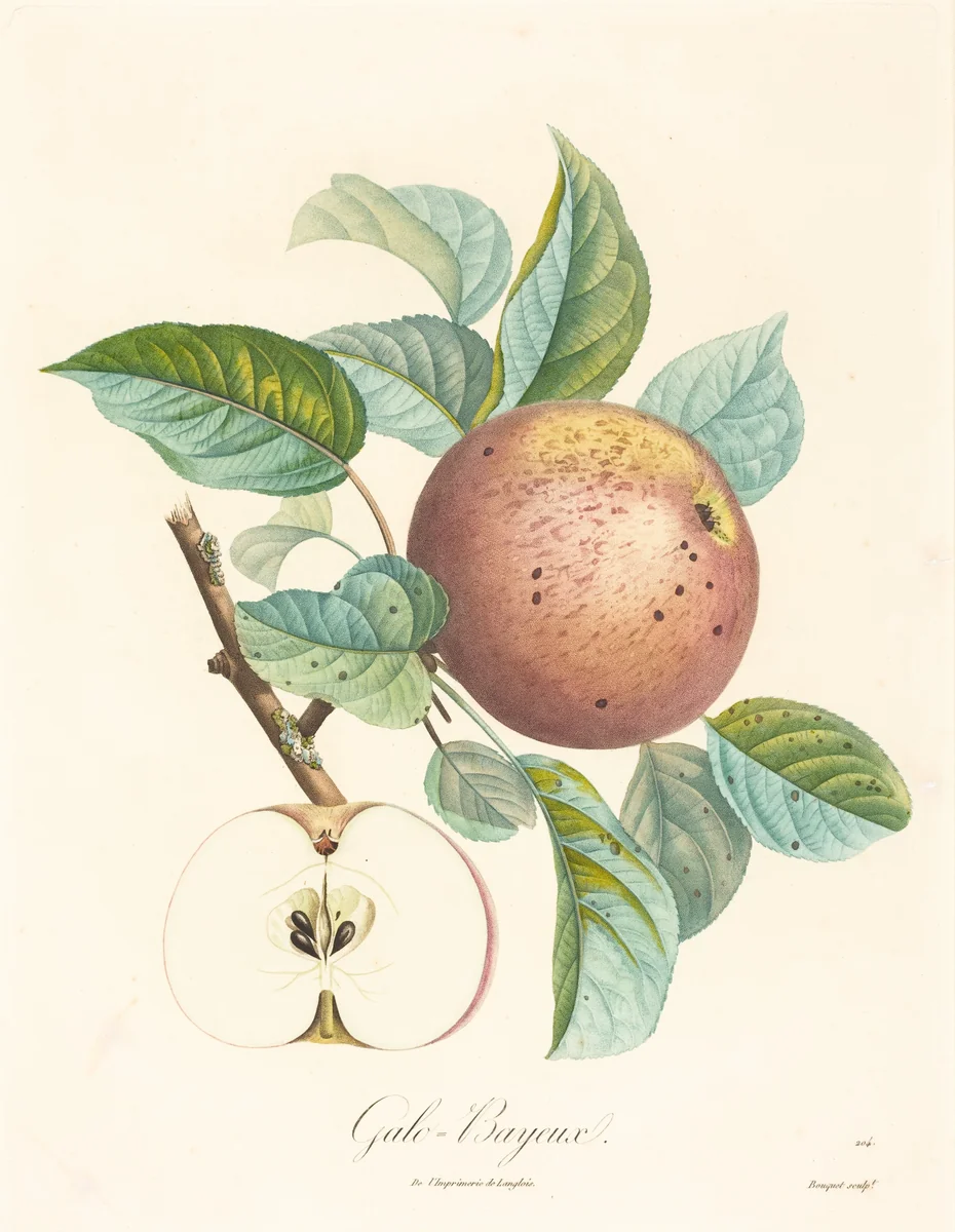 Galo-Bayeux by Louis Bocquet, print, 1700-1750