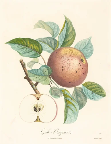 Galo-Bayeux by Louis Bocquet, print, 1700-1750