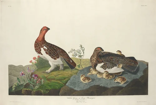Willow Grous by Robert Havell, Jr.; John James Audubon, print, 1834