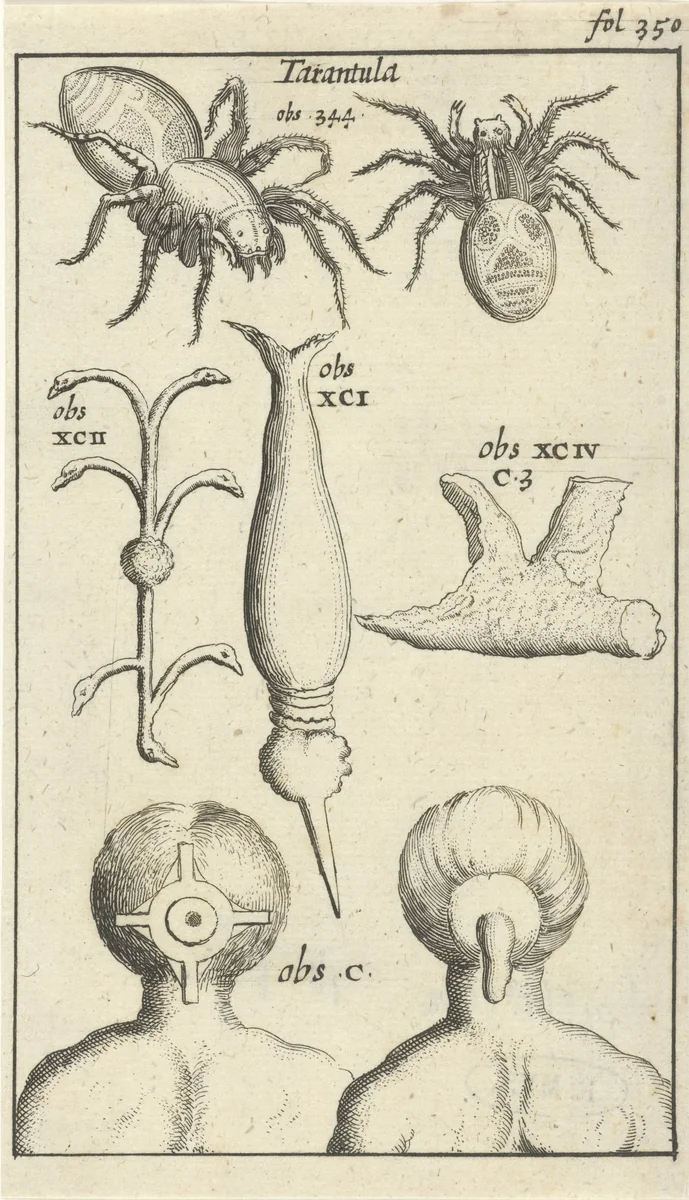 Anatomische afbeelding XII by Jan Luyken, print, 1680-1688