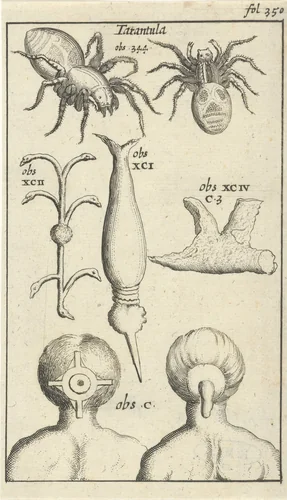 Anatomische afbeelding XII by Jan Luyken, print, 1680-1688