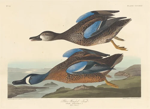 Blue-winged Teal by Robert Havell, Jr.; John James Audubon, print, 1836