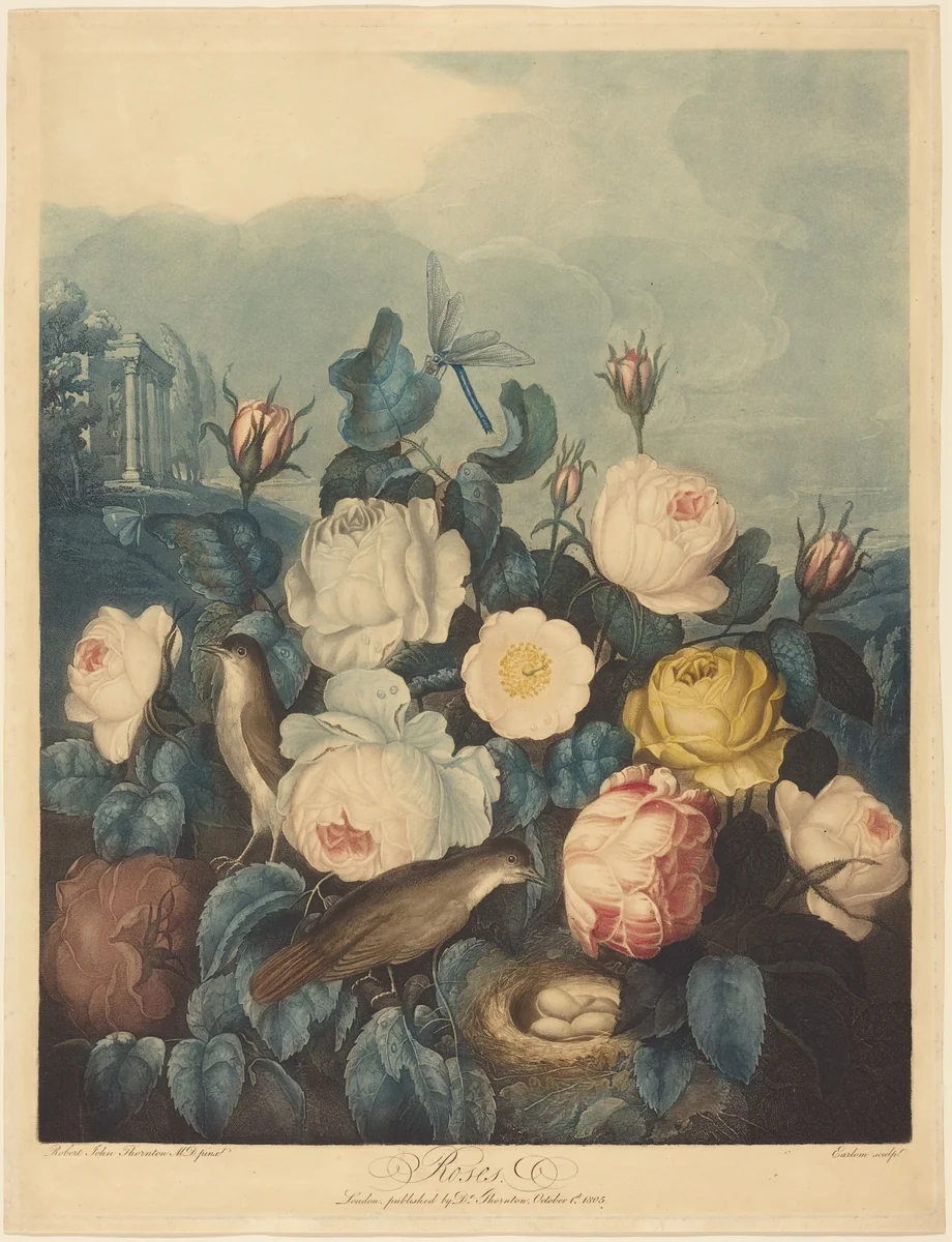 Roses by Richard Earlom, print, 1805