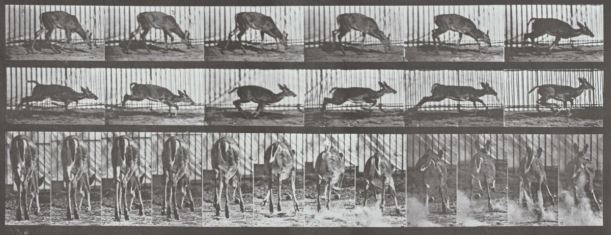 Plate Number 681. Virginia deer, buck, walking, startled to a gallop by Eadweard Muybridge, photograph, 1887