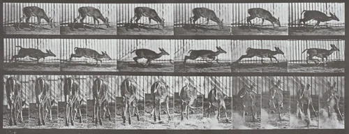 Plate Number 681. Virginia deer, buck, walking, startled to a gallop by Eadweard Muybridge, photograph, 1887