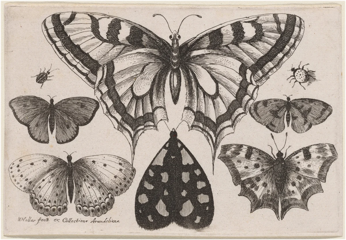 Five Butterflies, a Moth, a Beetle, and a Spider by Wenceslaus Hollar, print, 1646