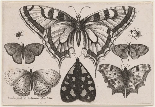 Five Butterflies, a Moth, a Beetle, and a Spider by Wenceslaus Hollar, print, 1646