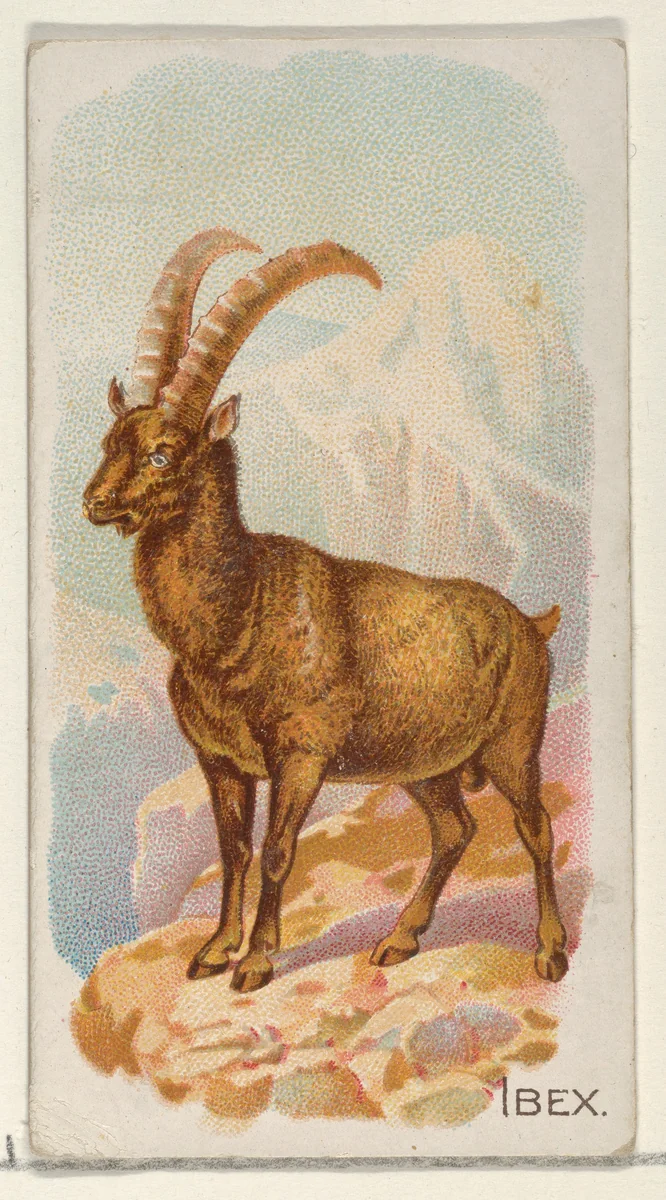 Ibex, from the Quadrupeds series (N21) for Allen & Ginter Cigarettes by Allen & Ginter, print, 1890
