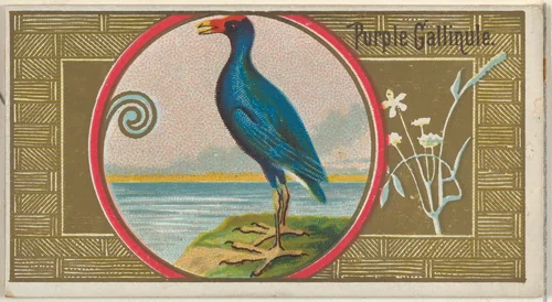 Purple Gallinule, from the Game Birds series (N13) for Allen & Ginter Cigarettes Brands by Allen & Ginter, print, 1889