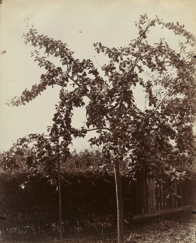 Pommier. Abbeville by Eugène Atget, photograph, 1900