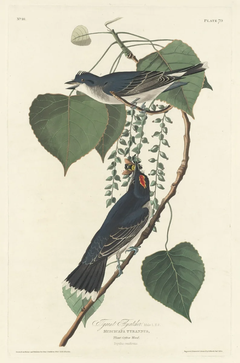 Tyrant Flycatcher by Robert Havell, Jr.; John James Audubon, print, 1830