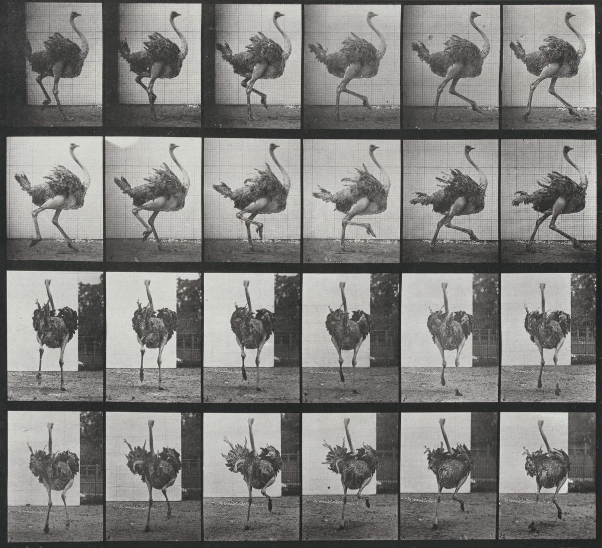 Plate Number 773. Ostrich running by Eadweard Muybridge, photograph, 1887