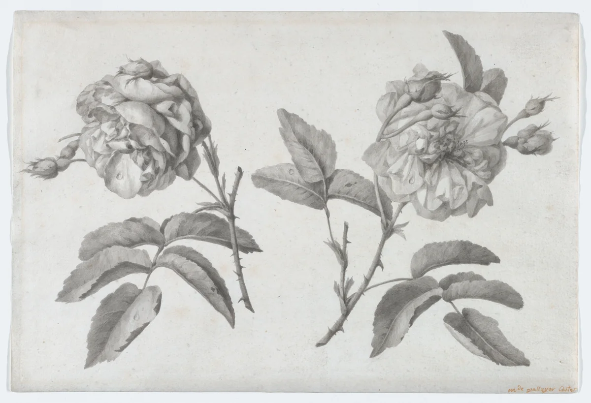 Two Roses by Anne Vallayer-Coster, drawing, 1805-1815