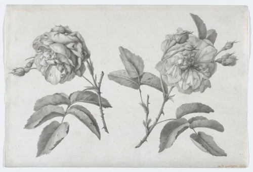 Two Roses by Anne Vallayer-Coster, drawing, 1805-1815