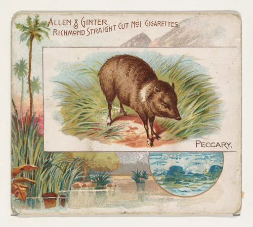 Peccary, from Quadrupeds series (N41) for Allen & Ginter Cigarettes by Allen & Ginter, print, 1890