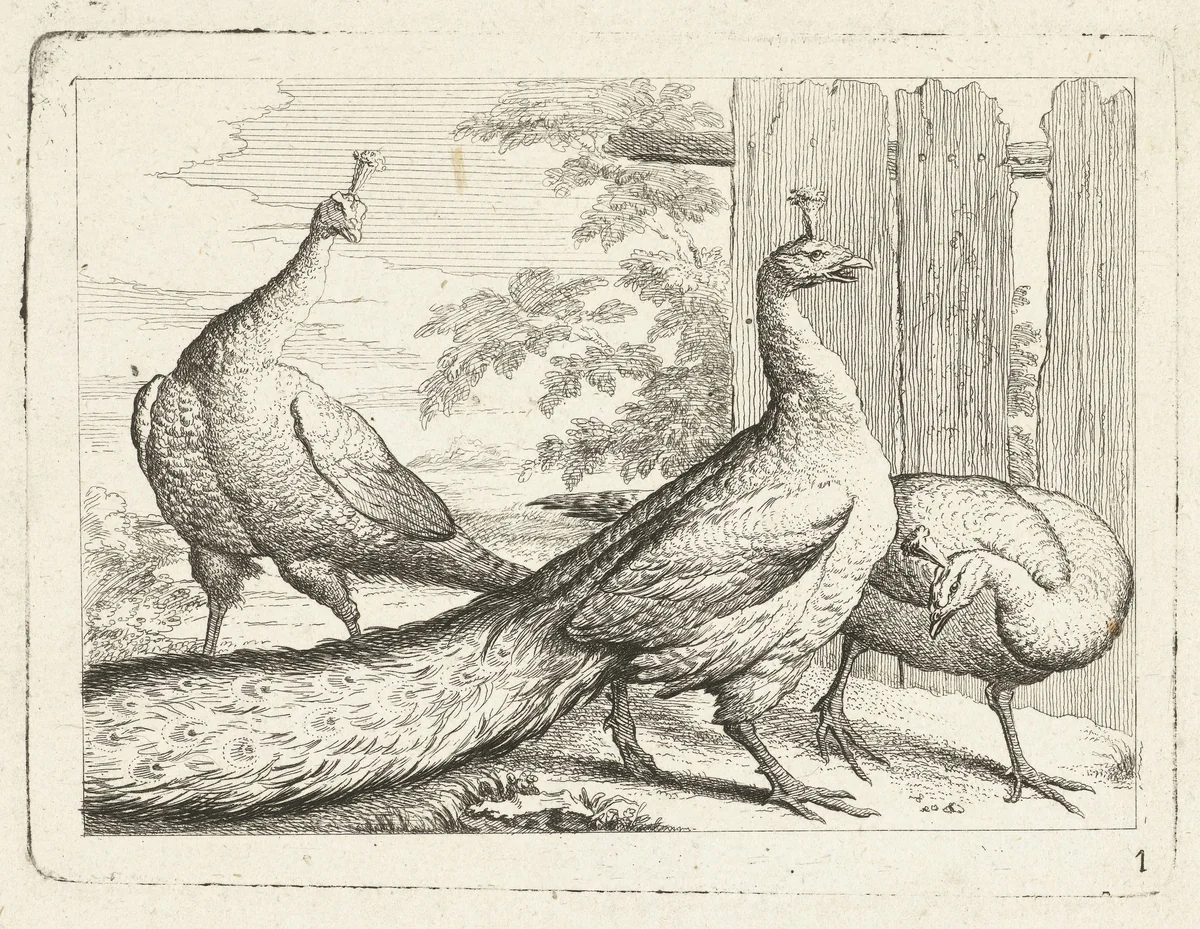 Drie pauwen by anonymous, print, 1700-1749