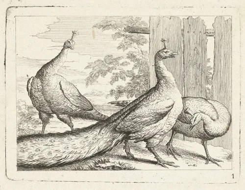 Drie pauwen by anonymous, print, 1700-1749