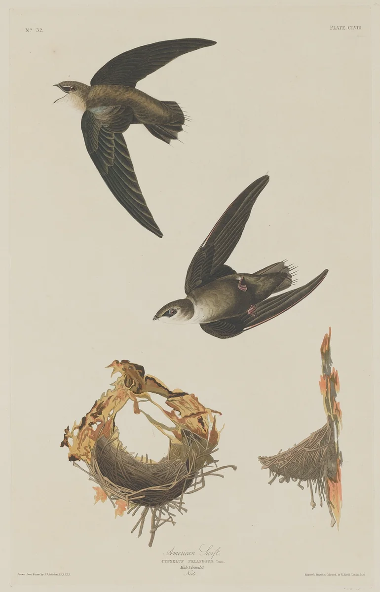 American Swift by Robert Havell, Jr.; John James Audubon, print, 1833