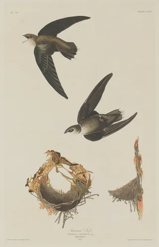 American Swift by Robert Havell, Jr.; John James Audubon, print, 1833
