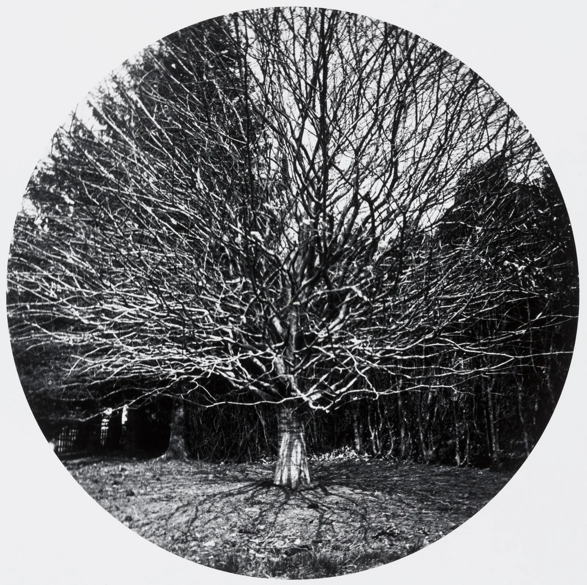 Untitled by Horace M. Engle, photograph, 1888