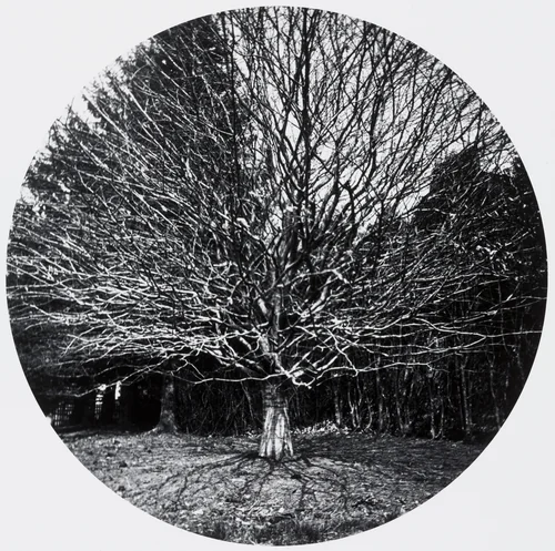 Untitled by Horace M. Engle, photograph, 1888