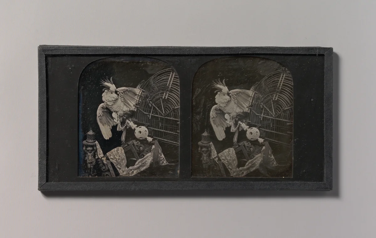 [Still-Life with Cockatoo, Ornamental Ball, Lace, Statuette] by T. R. Williams, photograph, 1850-1859