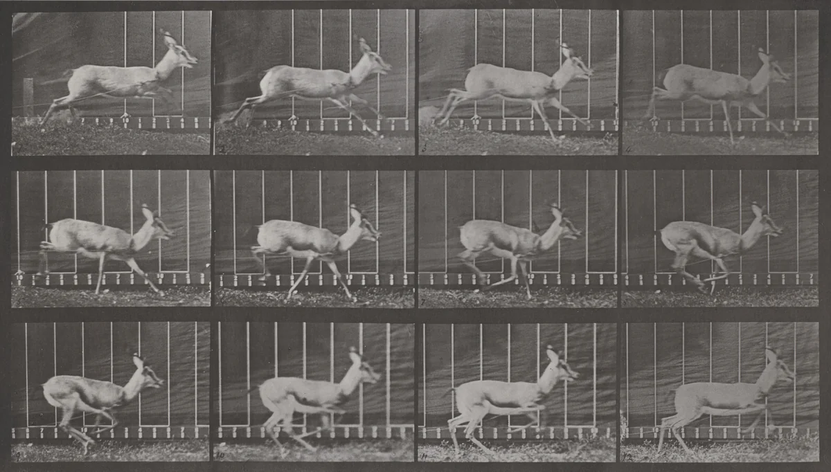 Plate Number 698. Antelope galloping by Eadweard Muybridge, photograph, 1887