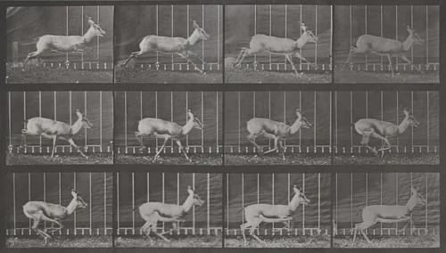 Plate Number 698. Antelope galloping by Eadweard Muybridge, photograph, 1887