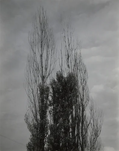 Poplars—Lake George by Alfred Stieglitz, photograph, 1933