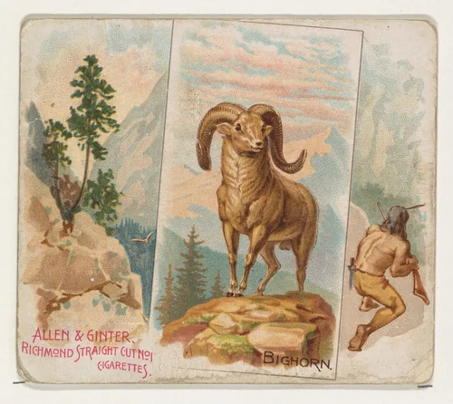 Bighorn, from Quadrupeds series (N41) for Allen & Ginter Cigarettes by Allen & Ginter, print, 1890