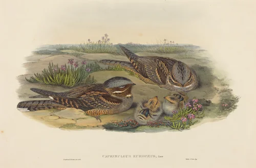 Caprimulgus europaeus (Nightjar) by John Gould, print, 1804-1881