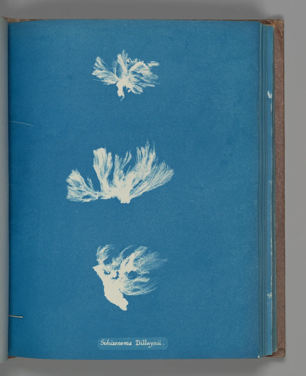 Schizonema Dillwynii by Anna Atkins, photograph, 1851-1855