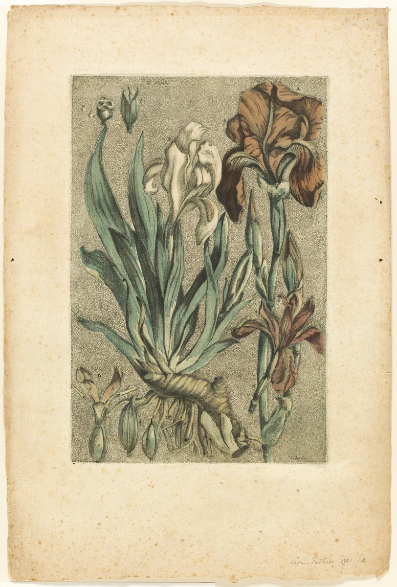 Iris Florentina, from Collection des plantes usuelles, curieuses, et étrangères by Jacques Fabien Gautier D'Agoty, print, 1767