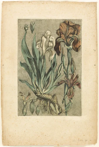 Iris Florentina, from Collection des plantes usuelles, curieuses, et étrangères by Jacques Fabien Gautier D'Agoty, print, 1767