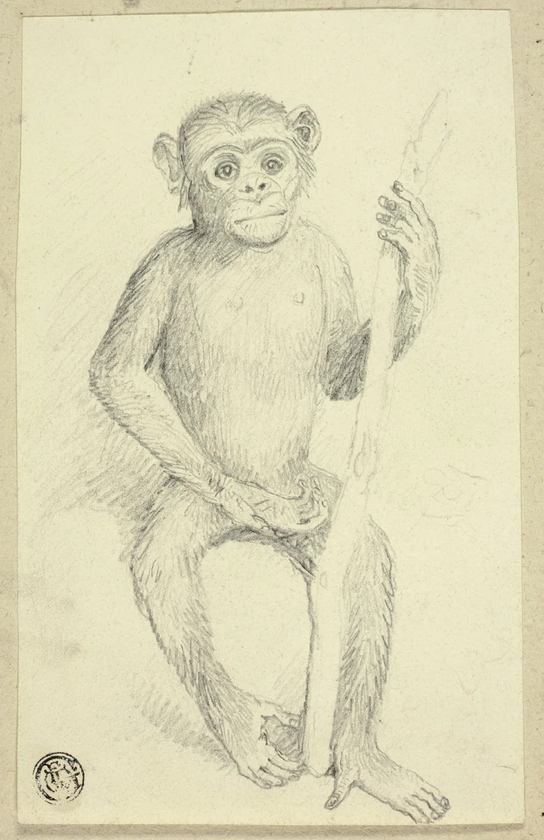 Orangutang by Edwin Henry Landseer or Charles Landseer or an unknown British artist, drawing, 1800-1899