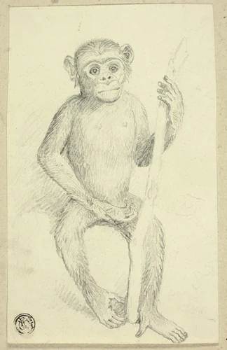 Orangutang by Edwin Henry Landseer or Charles Landseer or an unknown British artist, drawing, 1800-1899