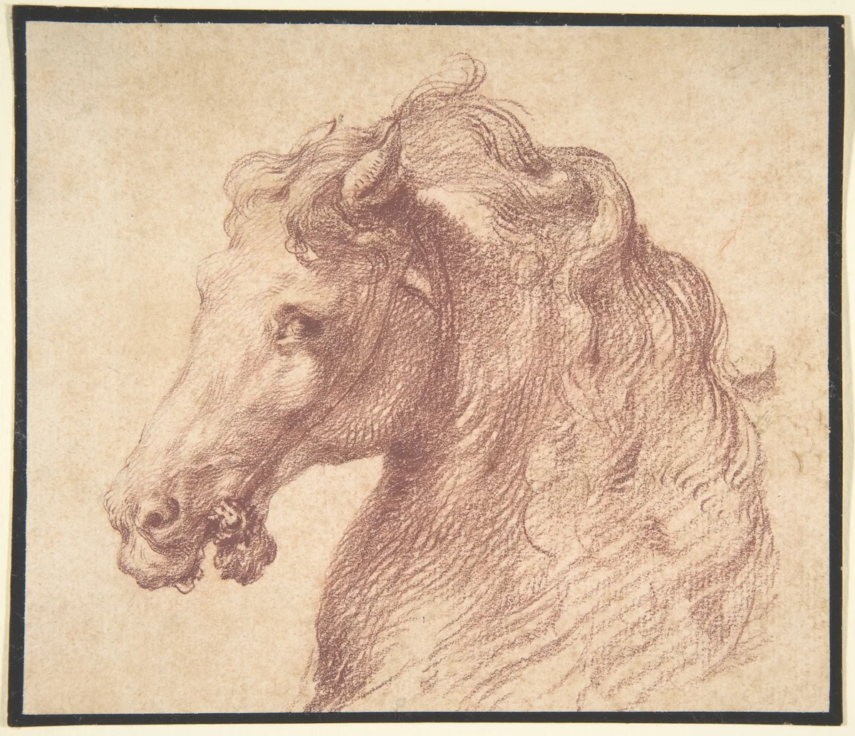 Head of a Horse by anonymous, drawing, 1525-1575