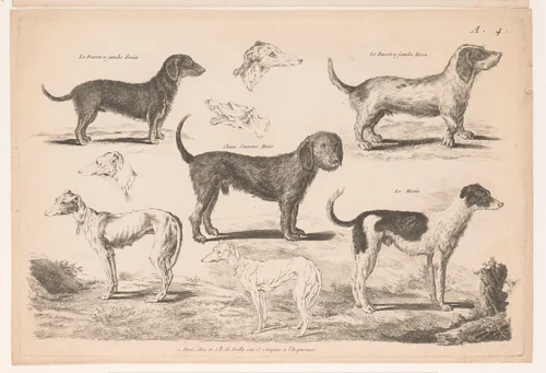 Hondenrassen by anonymous, print, 1750-1820