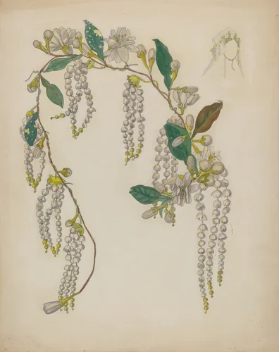 Bridal Wreath by Verna Tallman, index of american design, 1935-1942