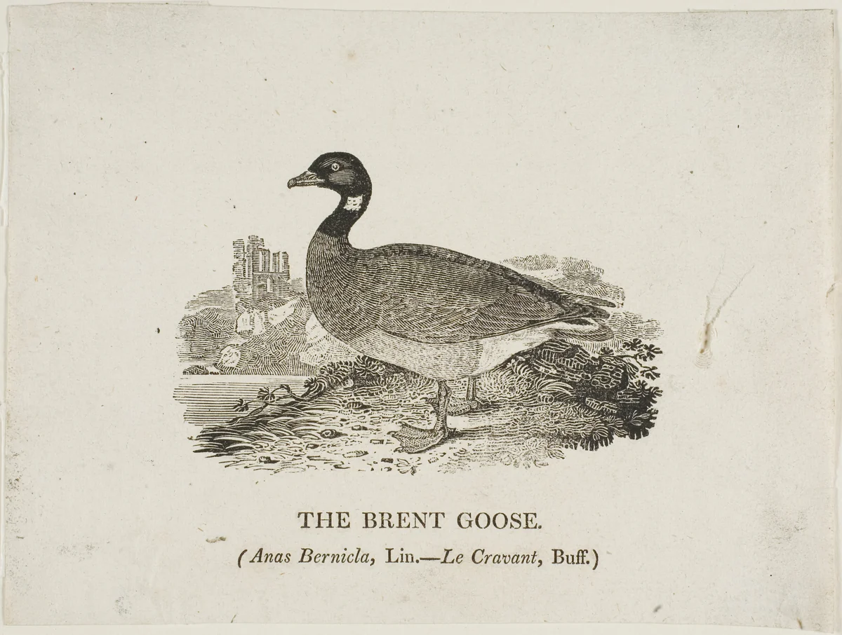 Brent Goose by Thomas Bewick, print, 1773-1828