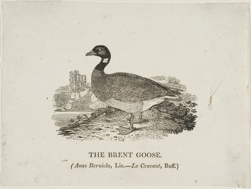 Brent Goose by Thomas Bewick, print, 1773-1828