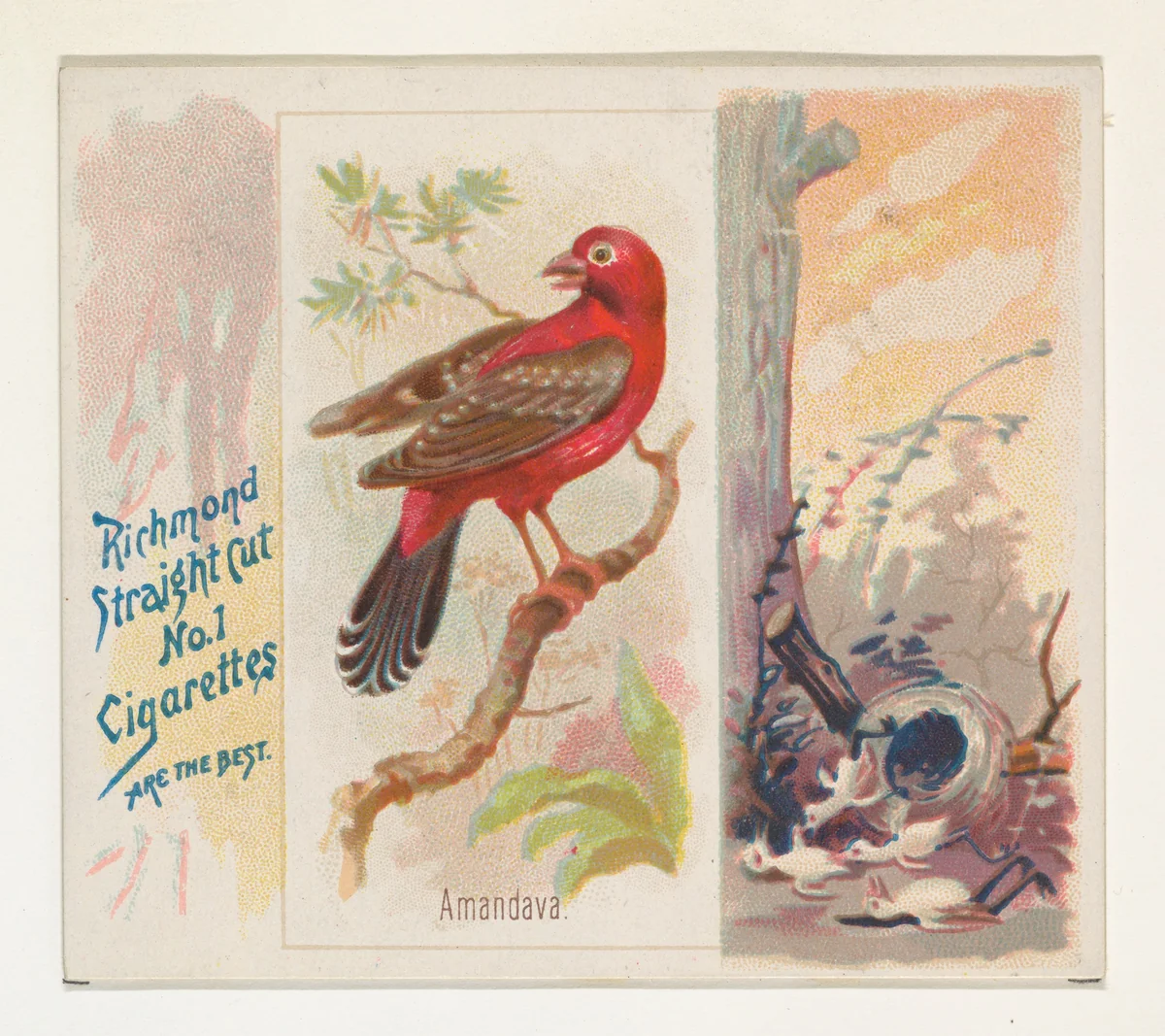 Amandava, from the Song Birds of the World series (N42) for Allen & Ginter Cigarettes by Allen & Ginter, print, 1890